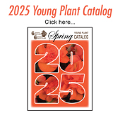 2025 YP Catalog